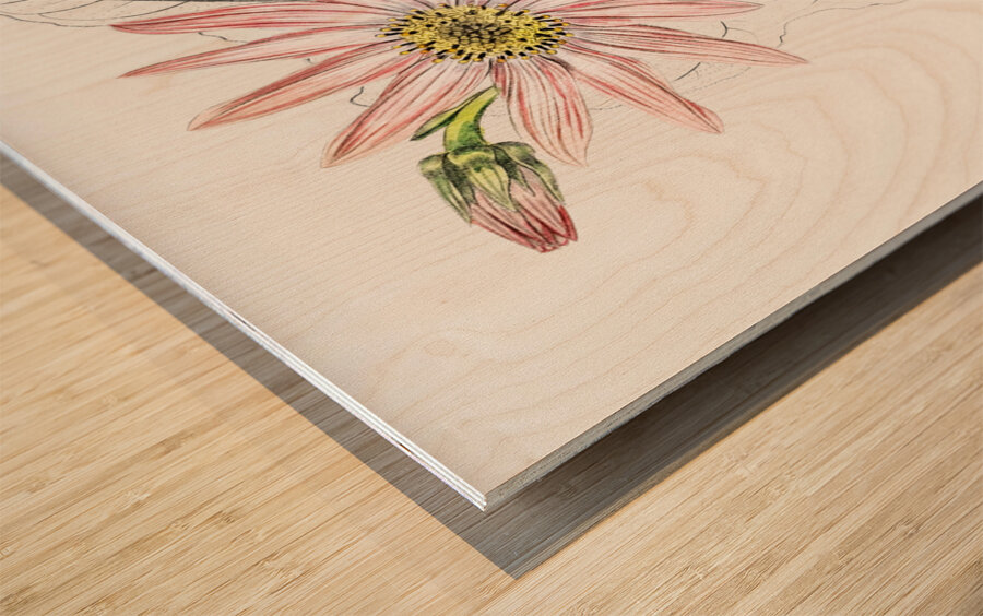 Mr. Dicksons echinacea from Edwards Botanical Register 1829-1847  by Sydenham Edwards John Lindley and James Ridgway. Wood print