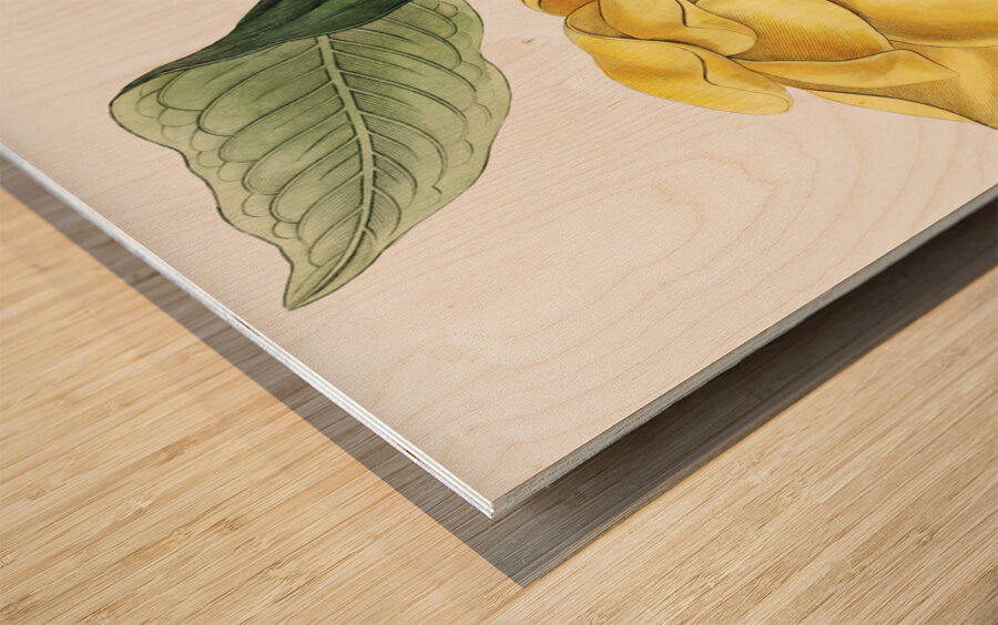 De Candolles talaum tree from Edwards Botanical Register 1829-1847  by Sydenham Edwards John Lindley and James Ridgway. Wood print