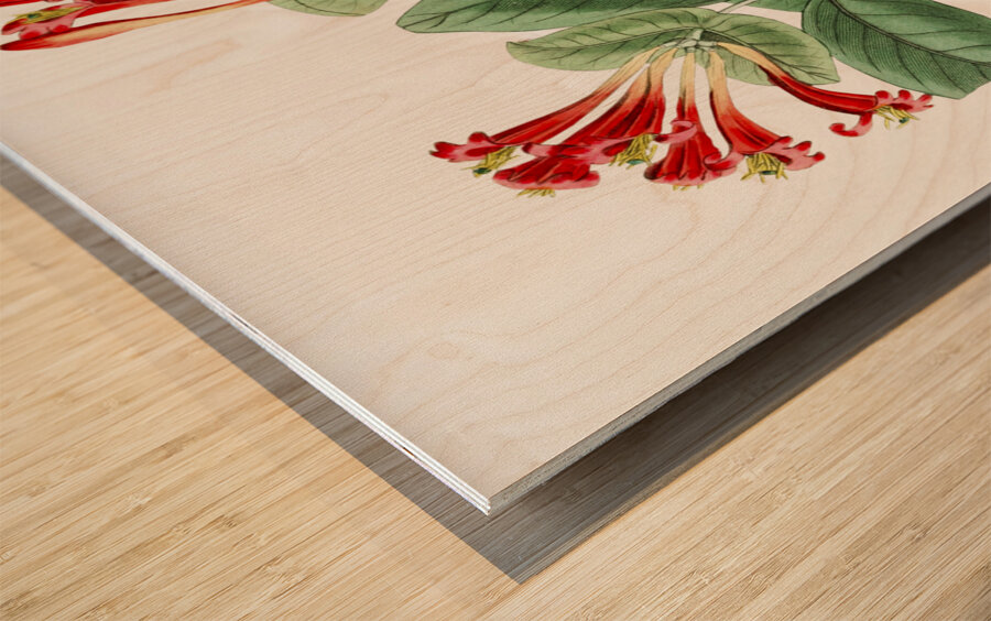 The north-west honeysuckle from Edwards Botanical Register 1829-1847  by Sydenham Edwards John Lindley and James Ridgway. Wood print