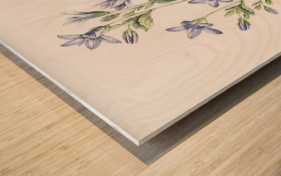 Dalmatian wall campanula flower from Edwards Botanical Register 1829-1847  by Sydenham Edwards John Lindley and James Ridgway. Impression sur bois