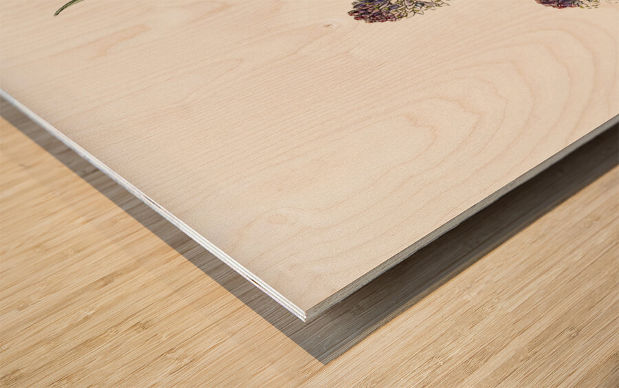 Meadow squill from Edwards Botanical Register 1829-1847  by Sydenham Edwards John Lindley and James Ridgway. Wood print