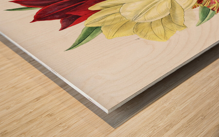 Rough stemmed tulip from Edwards Botanical Register 1829-1847  by Sydenham Edwards John Lindley and James Ridgway. Wood print