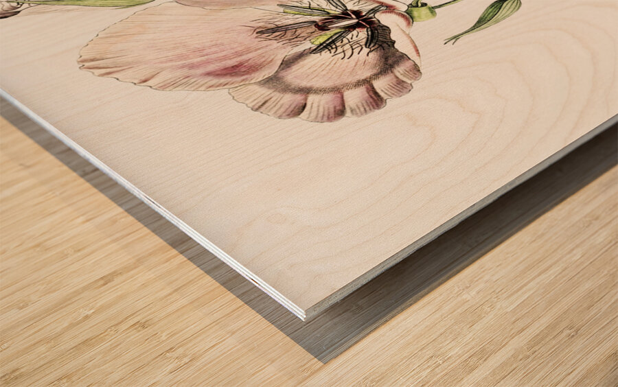 atiny calochortus from Edwards Botanical Register 1829-1847  by Sydenham Edwards John Lindley and James Ridgway. Wood print