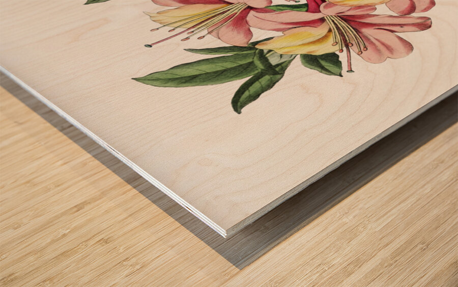 Changeable pontic azalea from Edwards Botanical Register 1829-1847  by Sydenham Edwards John Lindley and James Ridgway. Wood print