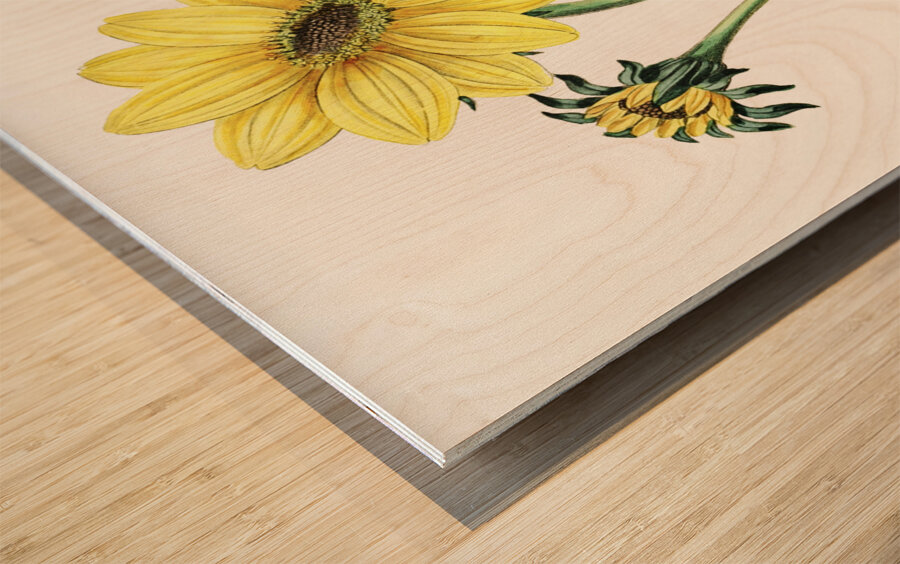 Trumpet stalked sunflower from Edwards Botanical Register 1829-1847  by Sydenham Edwards John Lindley and James Ridgway. Wood print