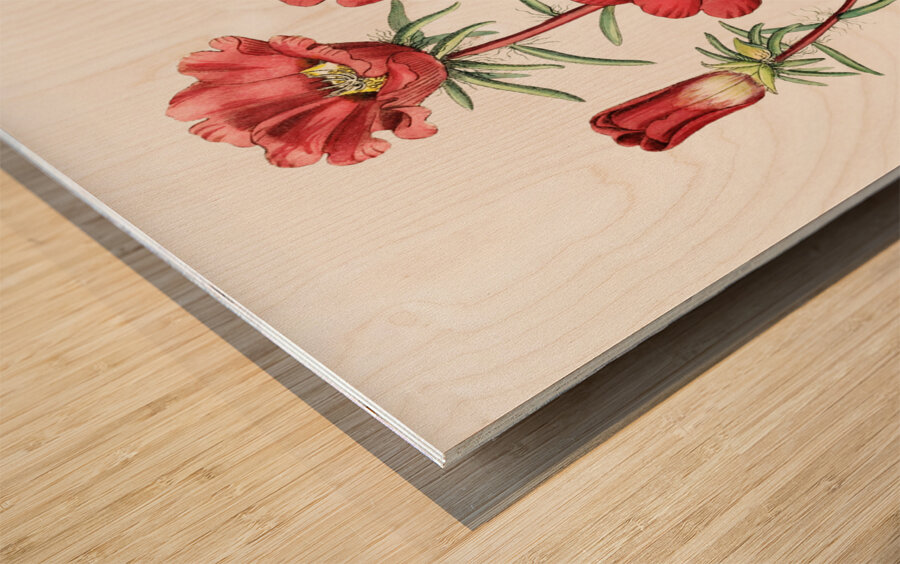 Portulaca splendens from Edwards Botanical Register 1829-1847  by Sydenham Edwards John Lindley and James Ridgway. Wood print