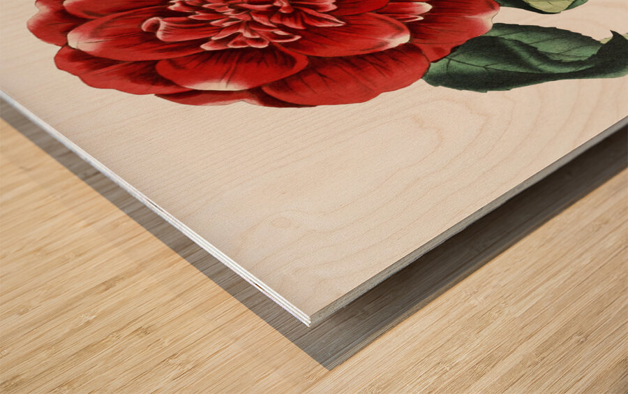 Mr. Reevess crimson camellia from Edwards Botanical Register 1829-1847  by Sydenham Edwards John Lindley and James Ridgway. Wood print