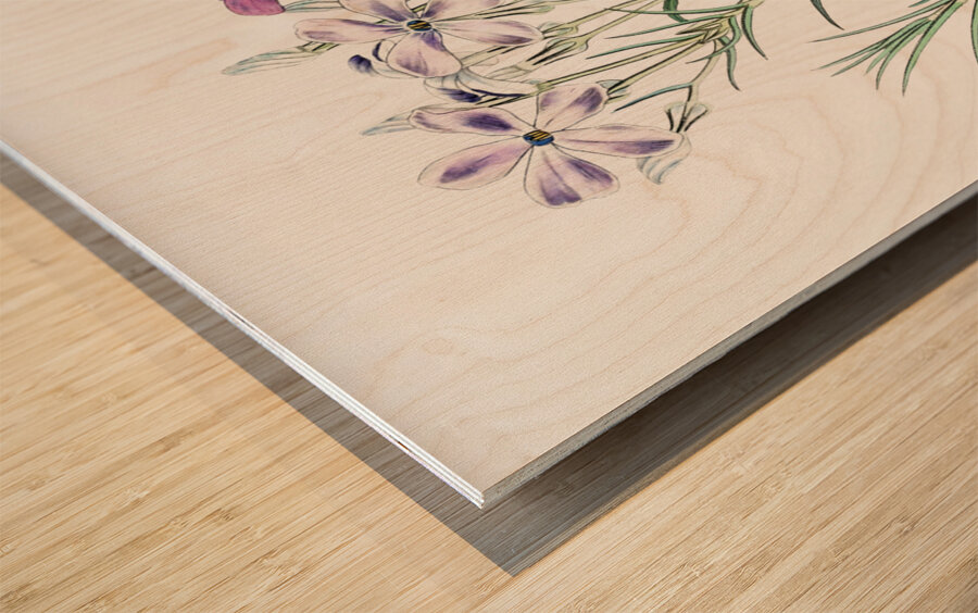 Shewy phlox from Edwards Botanical Register 1829-1847  by Sydenham Edwards John Lindley and James Ridgway. Wood print