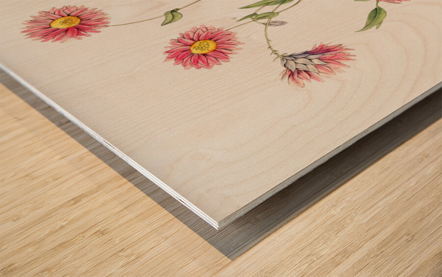 Captain Mangles rhodanthe from Edwards Botanical Register 1829-1847  by Sydenham Edwards John Lindley and James Ridgway. Wood print