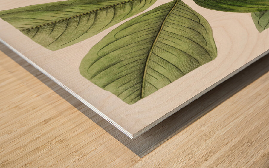 Large-leaved tristania from Edwards Botanical Register 1829-1847  by Sydenham Edwards John Lindley and James Ridgway. Wood print