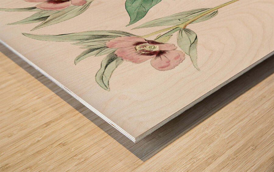 Long Branched Enothera from Edwards Botanical Register 1829-1847  by Sydenham Edwards John Lindley and James Ridgway. Wood print