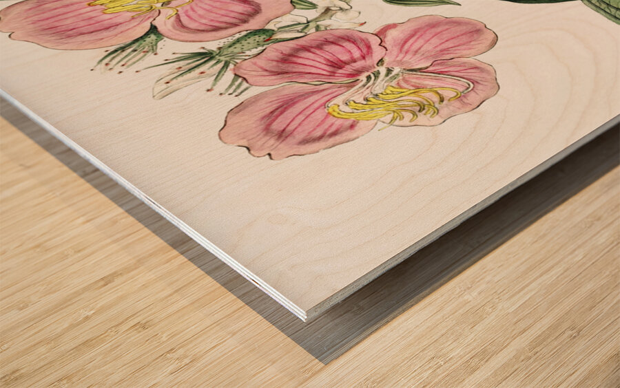 Starry osbeckia from Edwards Botanical Register 1829-1847  by Sydenham Edwards John Lindley and James Ridgway. Wood print