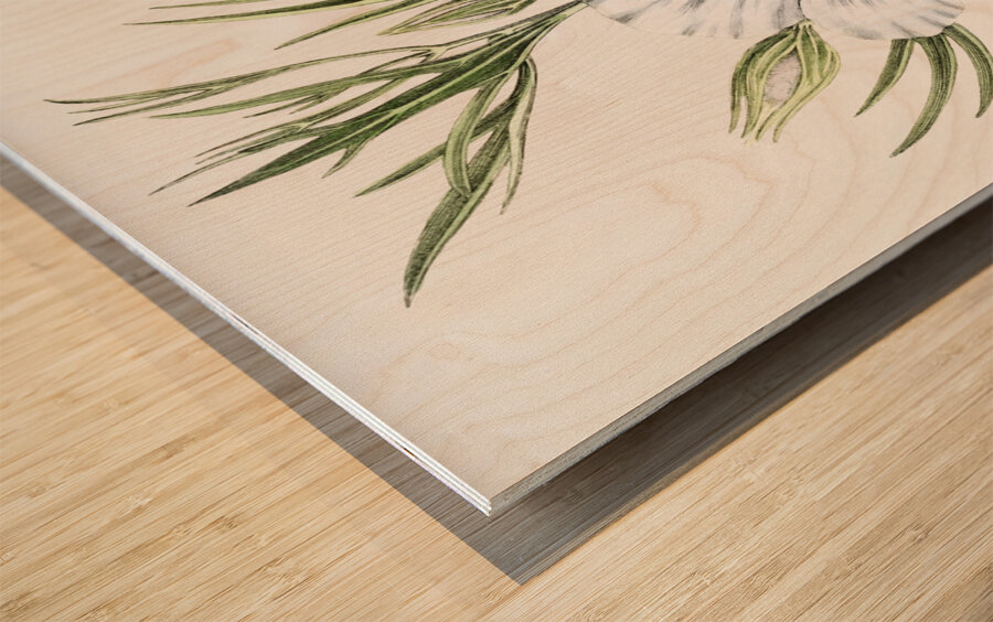 Lilac hibiscus from Edwards Botanical Register 1829-1847  by Sydenham Edwards John Lindley and James Ridgway. Wood print