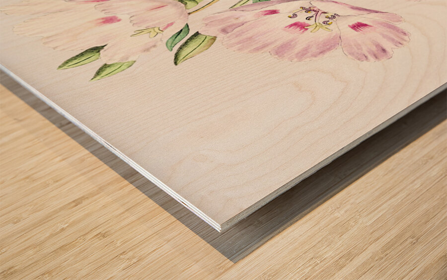 The spotted blush enothera from Edwards Botanical Register 1829-1847  by Sydenham Edwards John Lindley and James Ridgway. Wood print