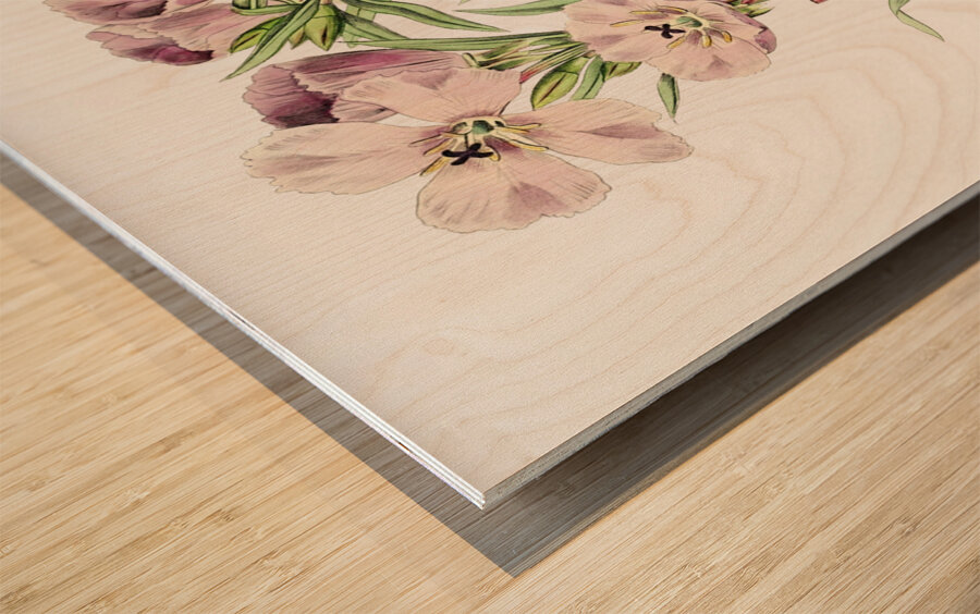 Pale Corona Amaryllis from Edwards Botanical Register 1829-1847  by Sydenham Edwards John Lindley and James Ridgway. Wood print