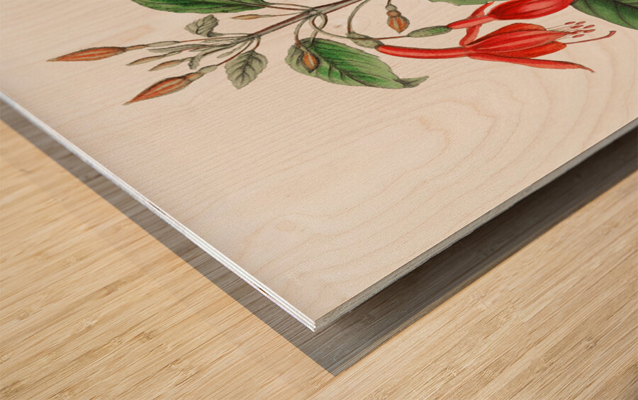 Standishs fuchsia from Edwards Botanical Register 1829-1847  by Sydenham Edwards John Lindley and James Ridgway. Wood print