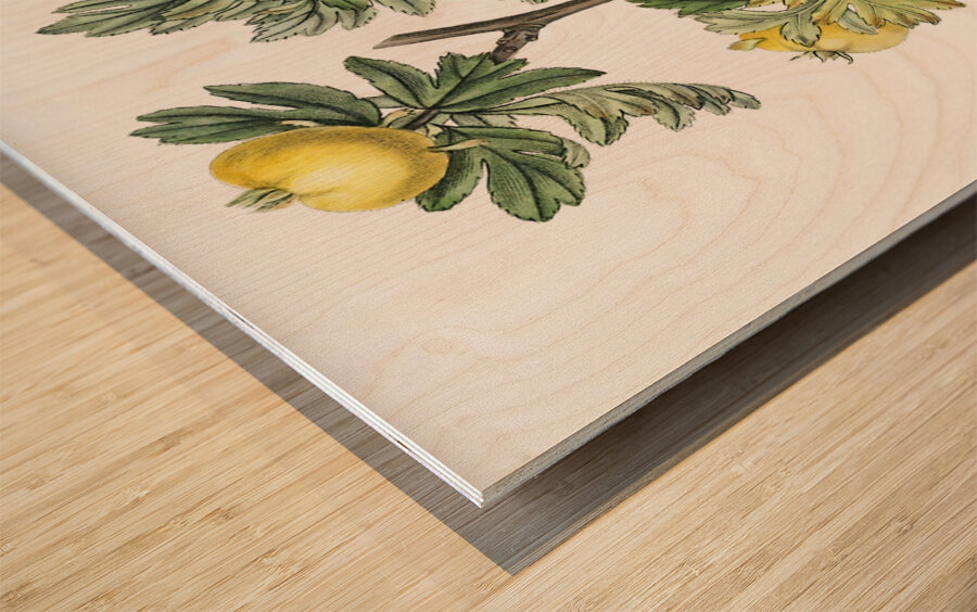 Tansy-leaved hawthorn from Edwards Botanical Register 1829-1847  by Sydenham Edwards John Lindley and James Ridgway. Wood print