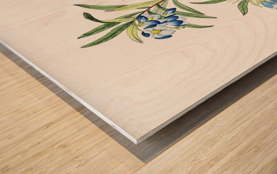 Narrow leaved sollya from Edwards Botanical Register 1829-1847  by Sydenham Edwards John Lindley and James Ridgway. Wood print