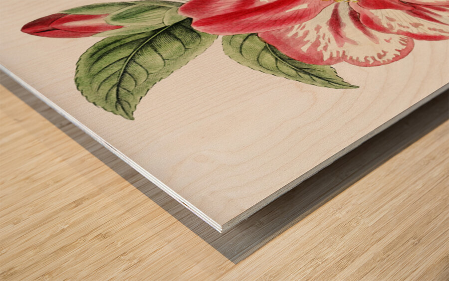 Donckelaers japan camelia from Edwards Botanical Register 1829-1847  by Sydenham Edwards John Lindley and James Ridgway. Wood print