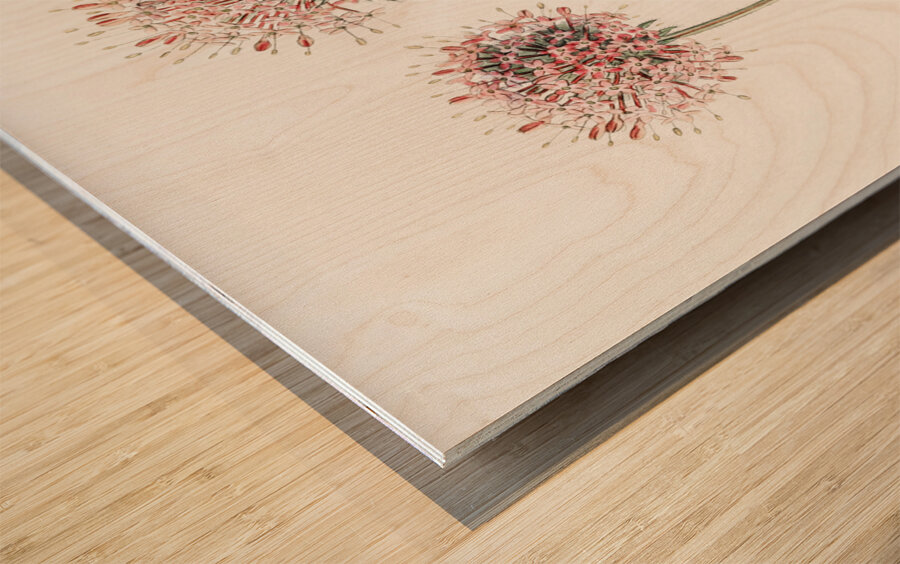 Long-styled crucianella from Edwards Botanical Register 1829-1847  by Sydenham Edwards John Lindley and James Ridgway. Wood print