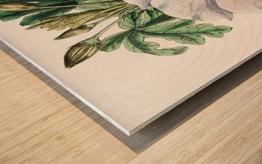 Mrs. Wrays hibiscus from Edwards Botanical Register 1829-1847  by Sydenham Edwards John Lindley and James Ridgway. Wood print