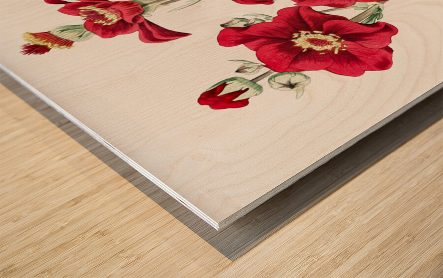 Chilian Guem from Edwards Botanical Register 1829-1847  by Sydenham Edwards John Lindley and James Ridgway. Wood print