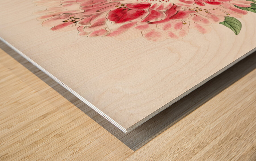 The lovely rhododendron from Edwards Botanical Register 1829-1847  by Sydenham Edwards John Lindley and James Ridgway. Wood print