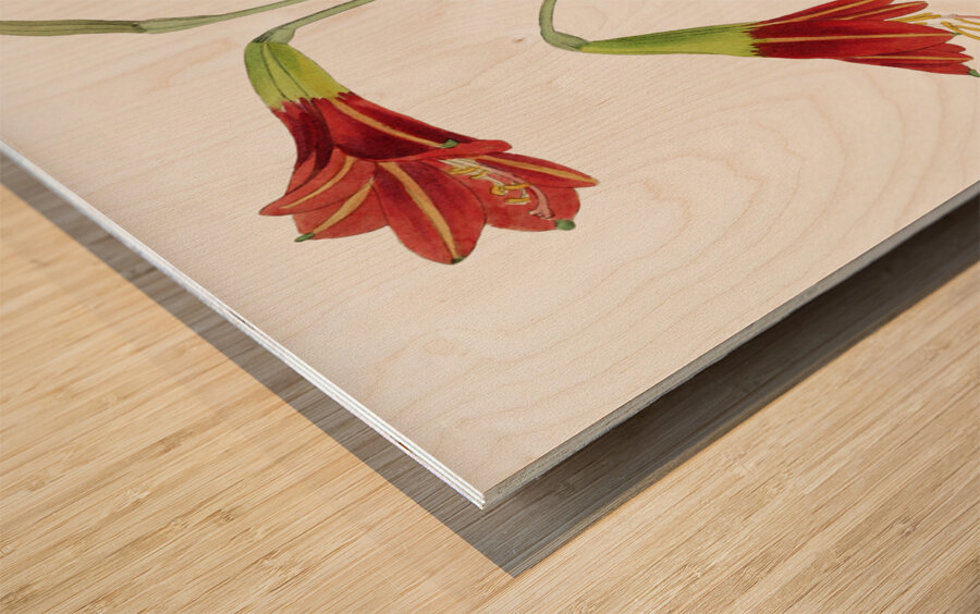 Habranthus phycelloides from Edwards Botanical Register 1829-1847  by Sydenham Edwards John Lindley and James Ridgway. Wood print