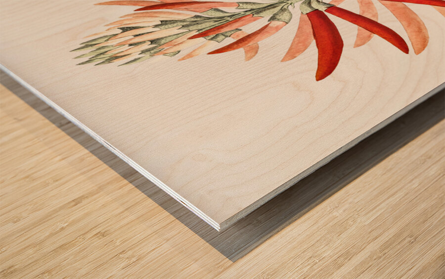 Naked-flowering Erythrina from Edwards Botanical Register 1829-1847  by Sydenham Edwards John Lindley and James Ridgway. Wood print