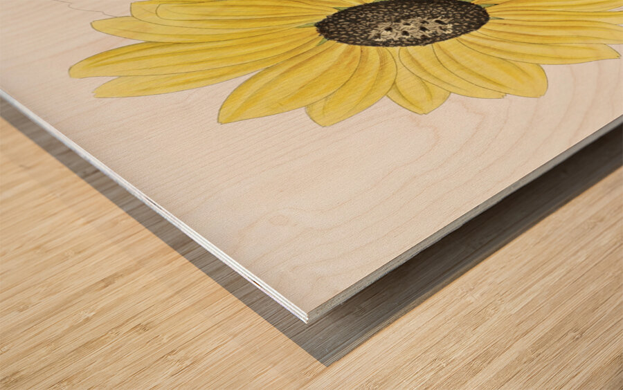 Californian Sunflower from Edwards Botanical Register 1829-1847  by Sydenham Edwards John Lindley and James Ridgway. Wood print