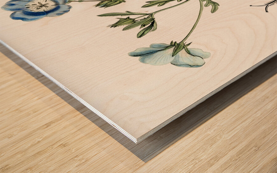 Shewy nemophila from Edwards Botanical Register 1829-1847  by Sydenham Edwards John Lindley and James Ridgway. Wood print