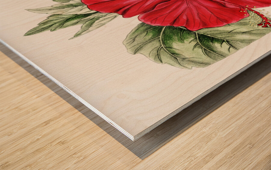 Single-flowered Chinese rose mallow from Edwards Botanical Register 1829-1847  by Sydenham Edwards John Lindley and James Ridgway. Wood print