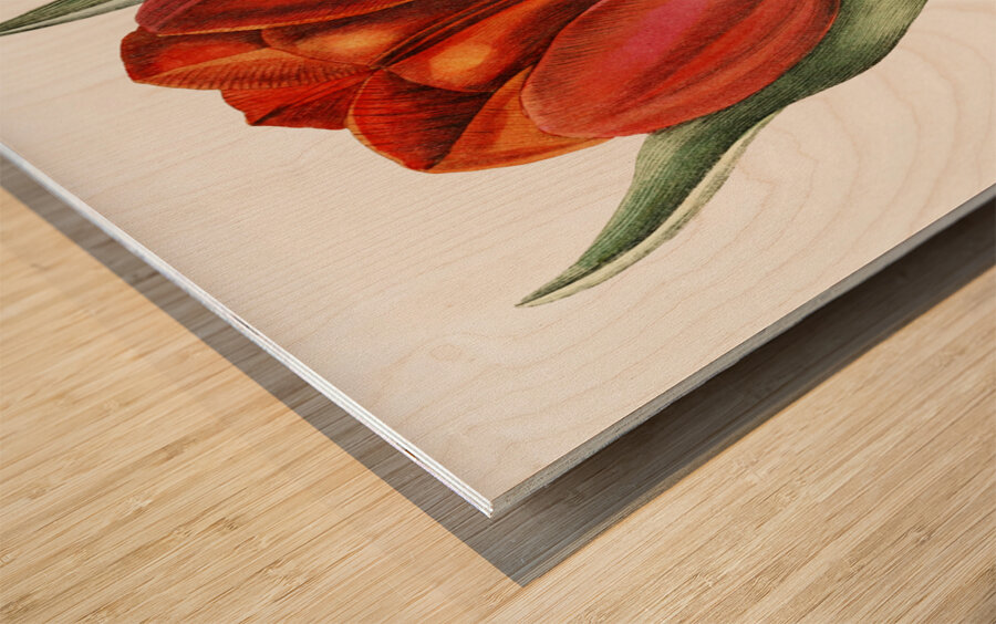 Gesners tulip from Edwards Botanical Register 1829-1847  by Sydenham Edwards John Lindley and James Ridgway. Wood print