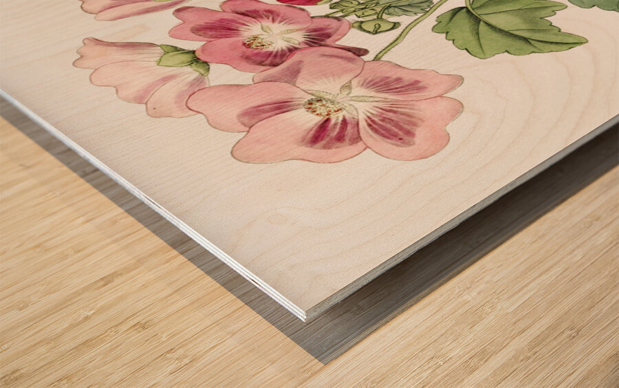 Rhomb leaved palavia from Edwards Botanical Register 1829-1847  by Sydenham Edwards John Lindley and James Ridgway. Wood print