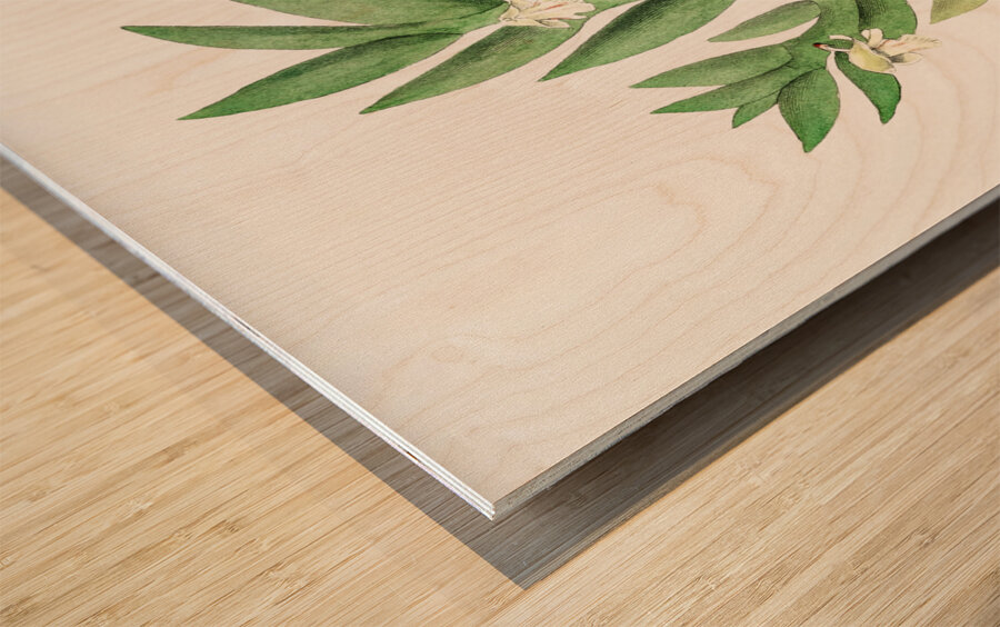 Two-edged dendrobium from Edwards Botanical Register 1829-1847  by Sydenham Edwards John Lindley and James Ridgway. Wood print