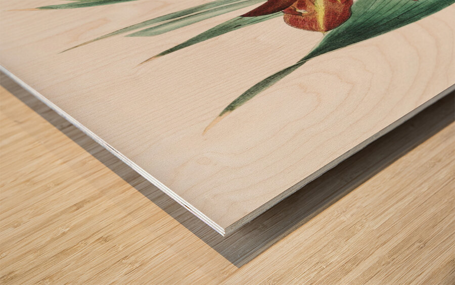 The parrot gladiole from Edwards Botanical Register 1829-1847  by Sydenham Edwards John Lindley and James Ridgway. Wood print