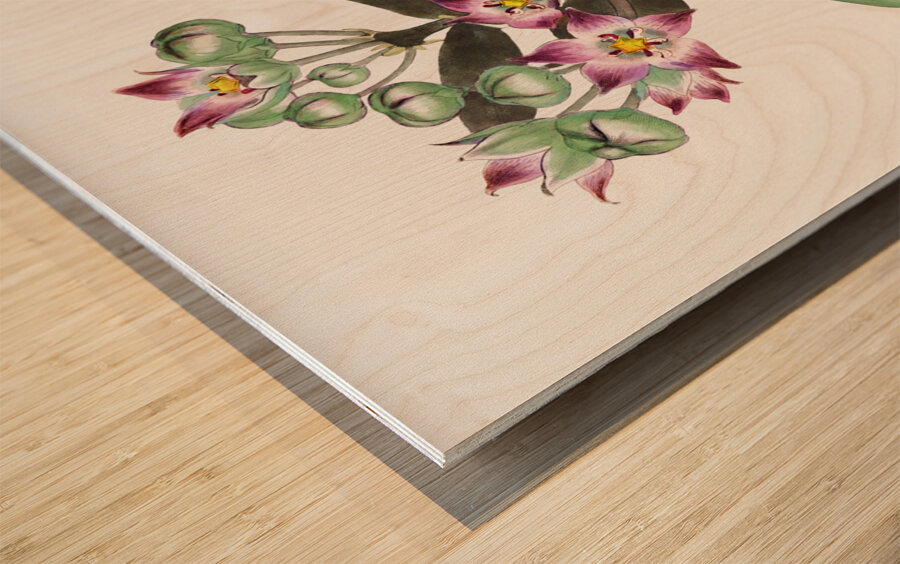 Tall calotropis from Edwards Botanical Register 1829-1847  by Sydenham Edwards John Lindley and James Ridgway. Wood print