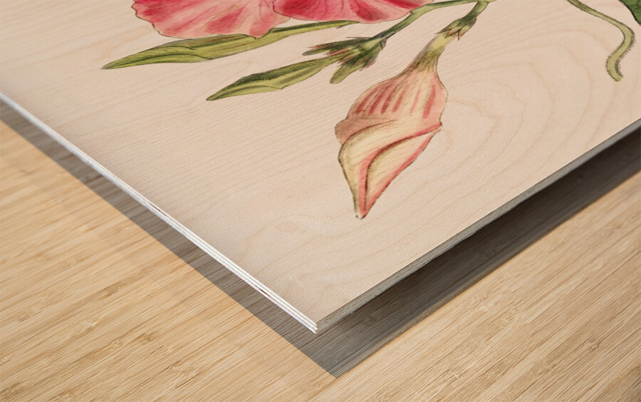 Knob-jointed dipladenia from Edwards Botanical Register 1829-1847  by Sydenham Edwards John Lindley and James Ridgway. Wood print