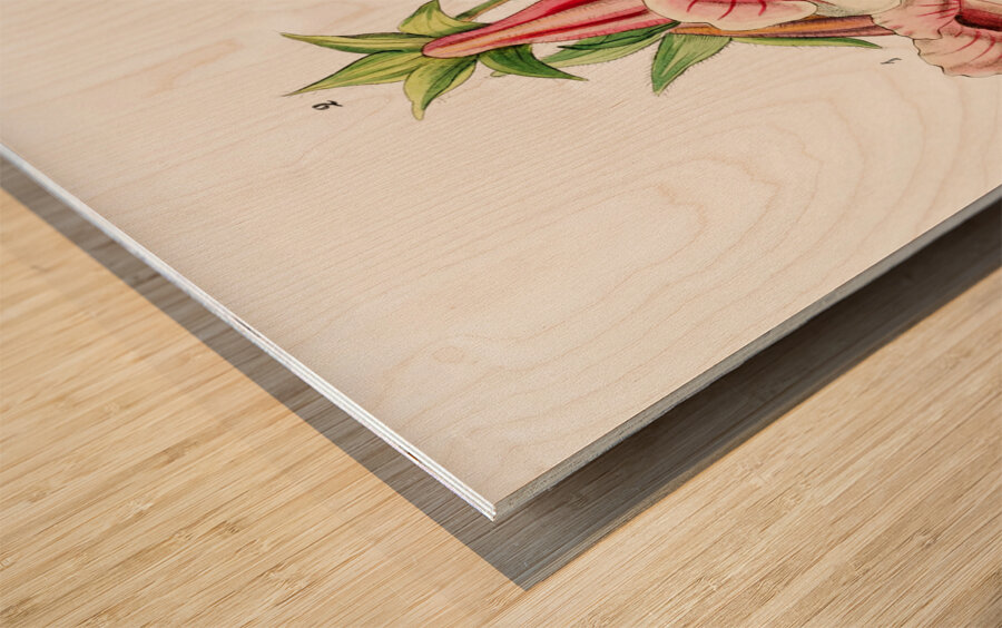 Gloxinia flower varieties from Edwards Botanical Register 1829-1847  by Sydenham Edwards John Lindley and James Ridgway. Wood print