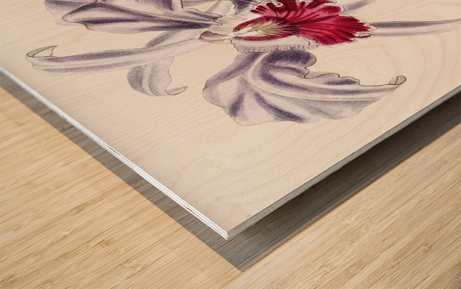 Crimson-lipped cattleya from Edwards Botanical Register 1829-1847  by Sydenham Edwards John Lindley and James Ridgway. Wood print