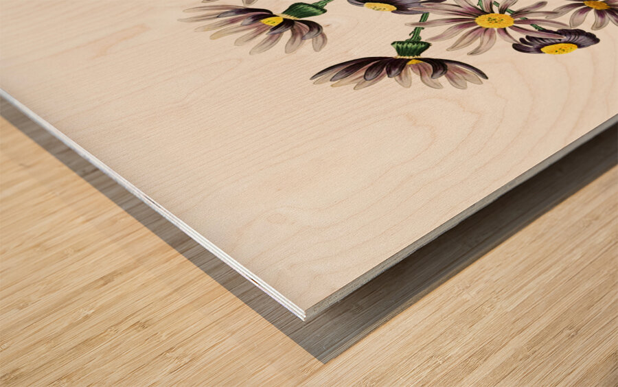 Lilac senecio from Edwards Botanical Register 1829-1847  by Sydenham Edwards John Lindley and James Ridgway. Wood print