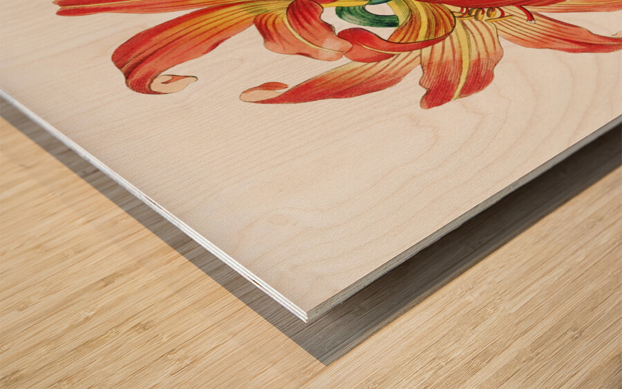 Meadow habranthus from Edwards Botanical Register 1829-1847  by Sydenham Edwards John Lindley and James Ridgway. Wood print