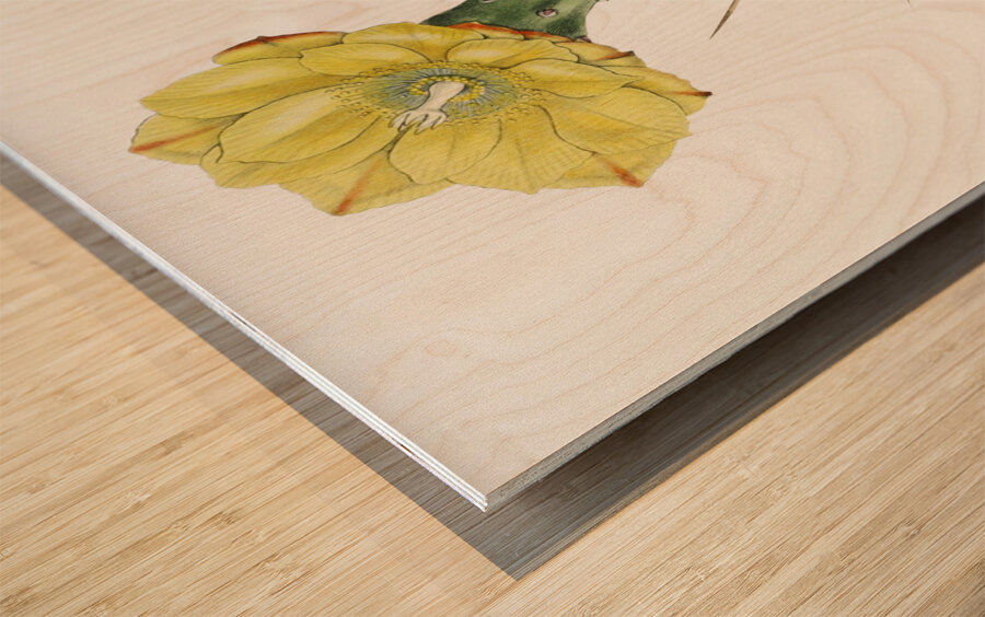 One spined opuntia from Edwards Botanical Register 1829-1847  by Sydenham Edwards John Lindley and James Ridgway. Wood print