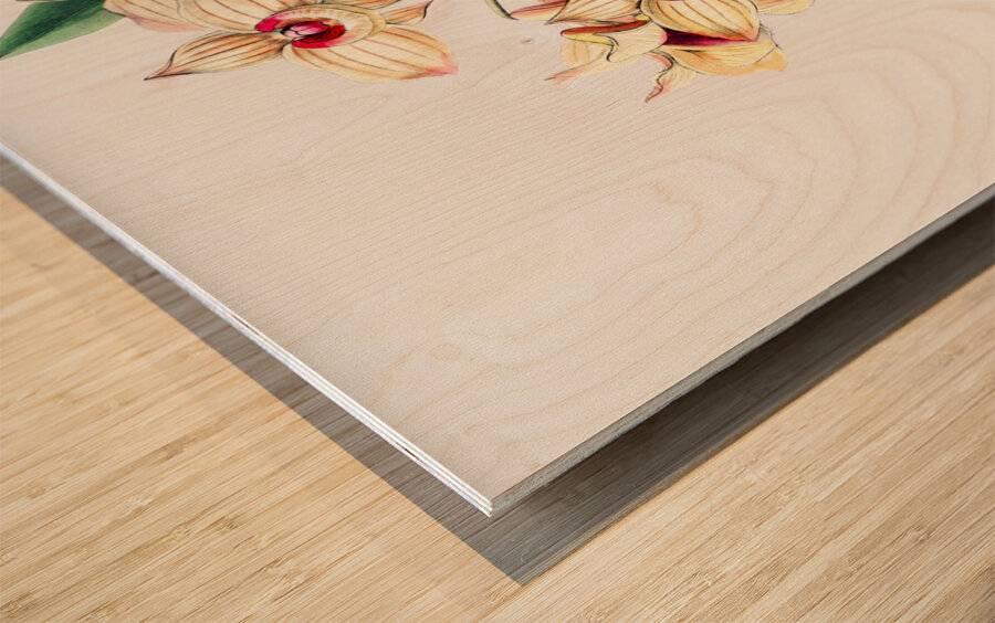 Copper-coloured Dendrobium from Edwards Botanical Register 1829-1847  by Sydenham Edwards John Lindley and James Ridgway. Wood print