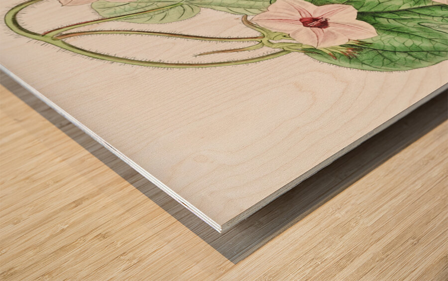 Mr.Aitons ipomoea from Edwards Botanical Register 1829-1847  by Sydenham Edwards John Lindley and James Ridgway. Wood print