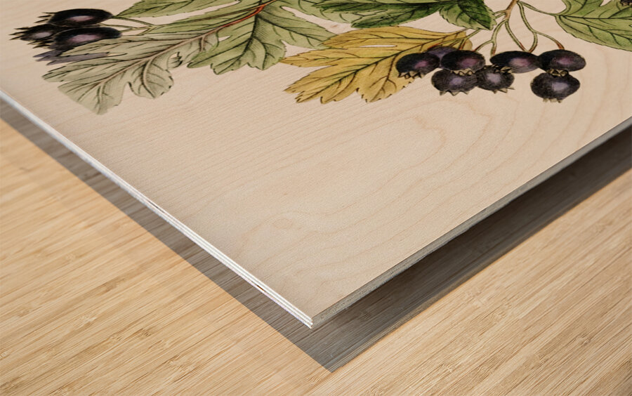 Broad-leaved thorn from Edwards Botanical Register 1829-1847  by Sydenham Edwards John Lindley and James Ridgway. Wood print