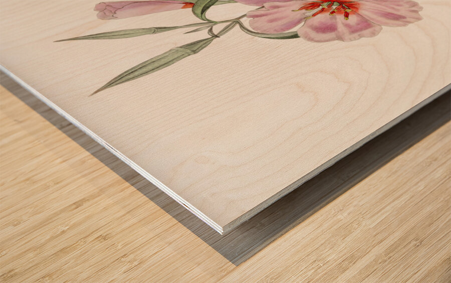 Ruddy godetia from Edwards Botanical Register 1829-1847  by Sydenham Edwards John Lindley and James Ridgway. Wood print