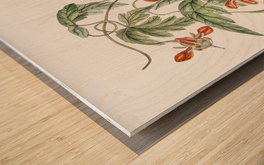 Red loasa from Edwards Botanical Register 1829-1847  by Sydenham Edwards John Lindley and James Ridgway. Wood print