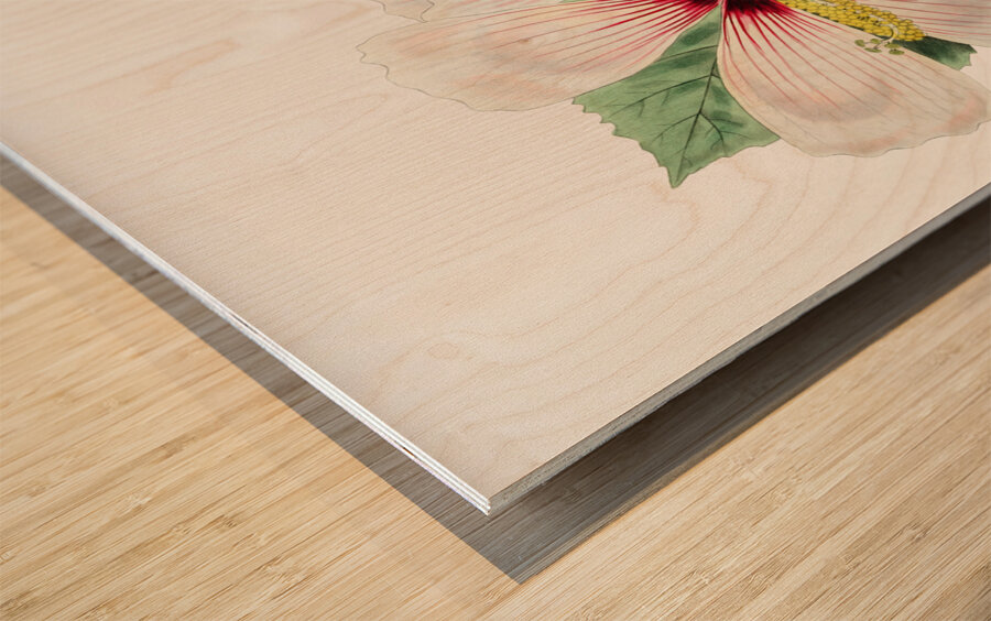 Marsh hibiscus from Edwards Botanical Register 1829-1847  by Sydenham Edwards John Lindley and James Ridgway. Wood print