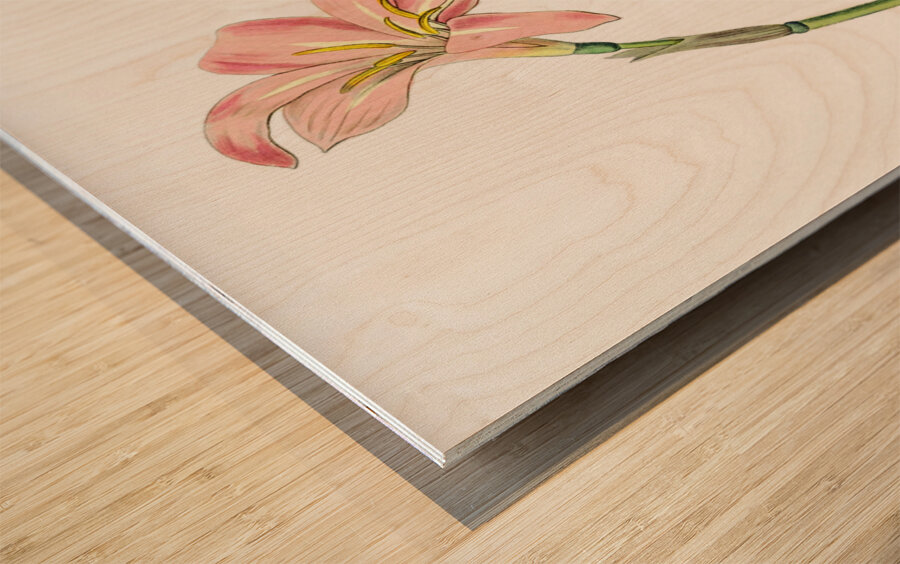 Spofforth Zephyranthes from Edwards Botanical Register 1829-1847  by Sydenham Edwards John Lindley and James Ridgway. Wood print